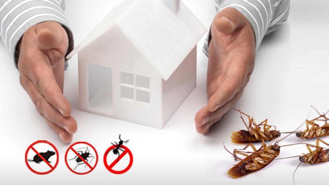 Some Common Pest Control Service FAQs to Explore