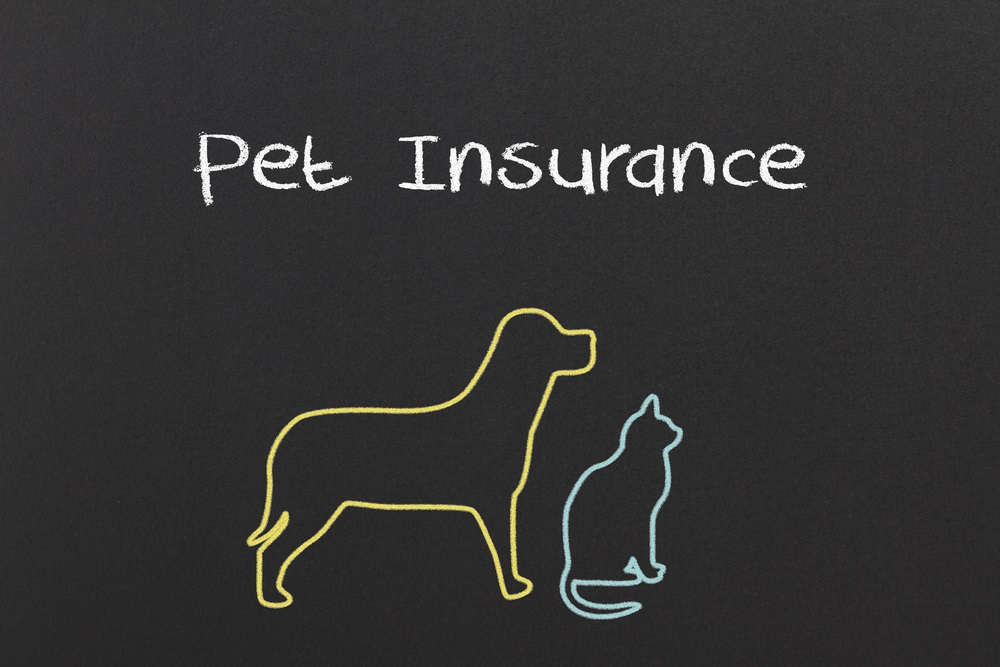 Protecting Your Furry Friend: The Importance of Pet Insurance